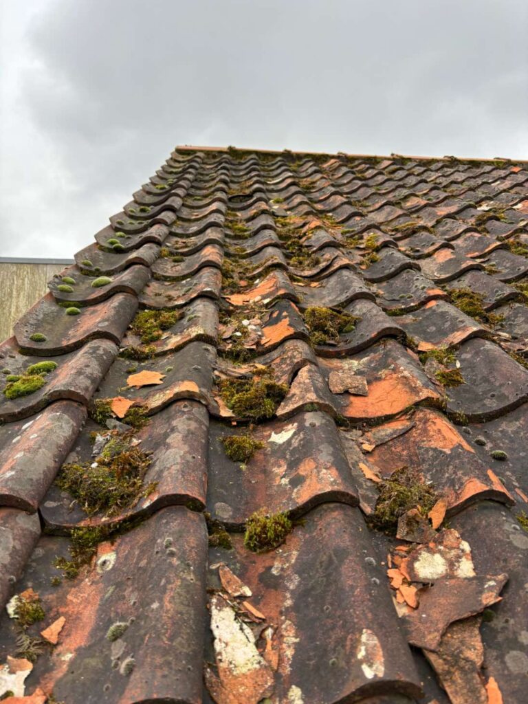 moss removal & roof cleaning